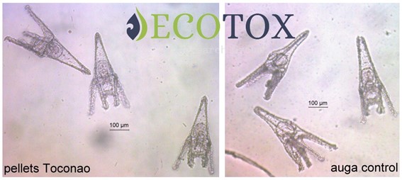 sea_urchin_bioassays.jpg